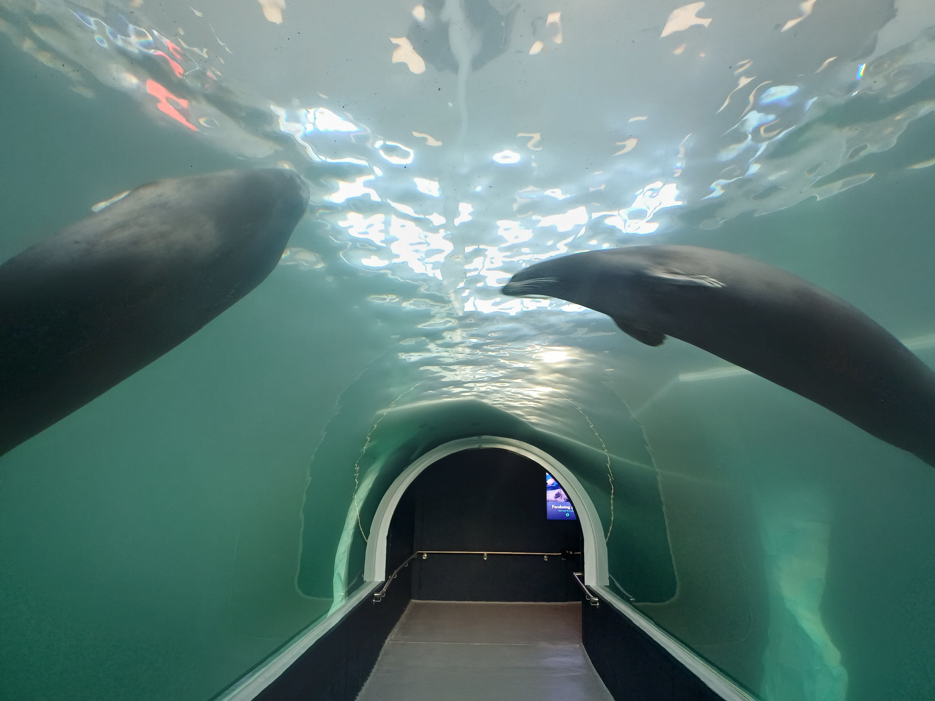 acrylic tunnel with annimals