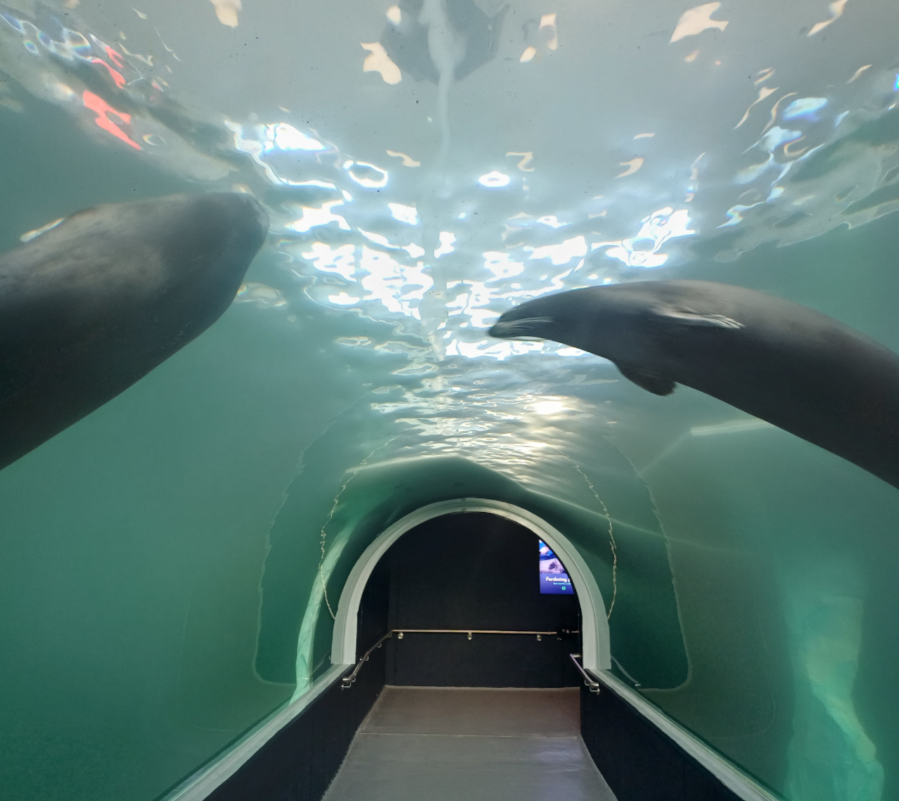 <a href="https://clearrock.nl/project-pool-floor-copenhagen-copy/" data-type="page" data-id="484">Polaria Aquarium<br>Norway</a>
