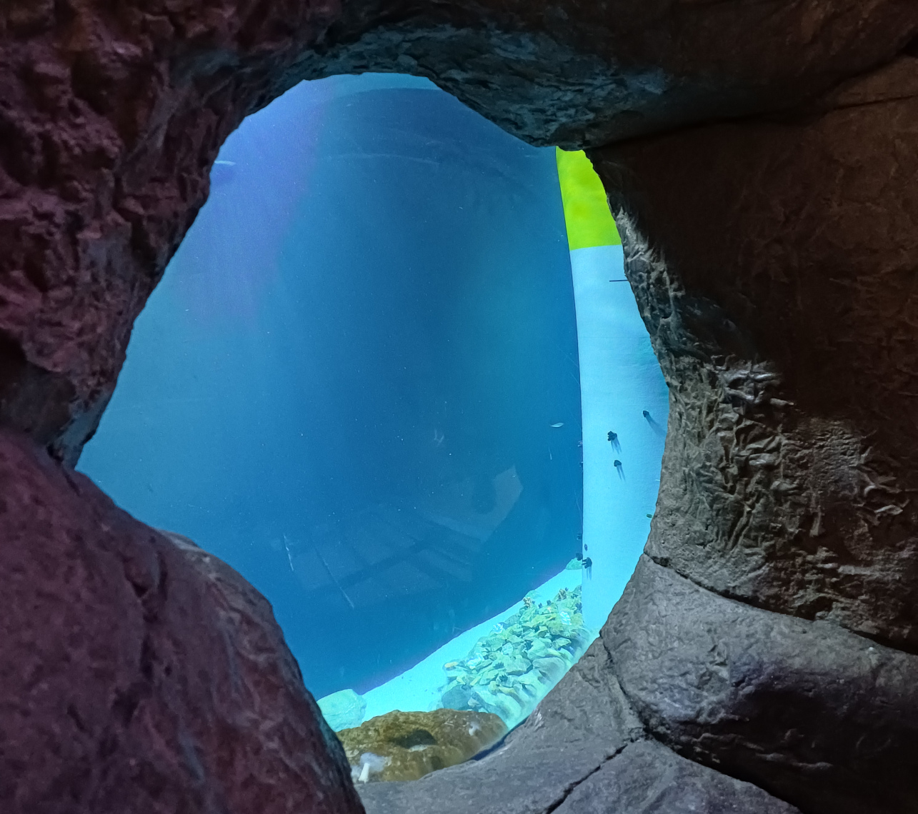 <a href="https://clearrock.nl/project-pool-floor-copenhagen-copy/" data-type="page" data-id="484"></a><a href="https://clearrock.nl/blijdorp-zoo-aquarium-renovation-rotterdam/" data-type="page" data-id="452">Blijdorp Zoo Aquarium Renovation</a><br><a href="https://clearrock.nl/blijdorp-zoo-aquarium-renovation-rotterdam/" data-type="page" data-id="452">Rotterdam</a>