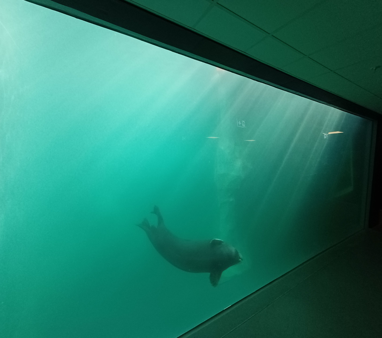 <a href="https://clearrock.nl/project-pool-floor-copenhagen-copy/" data-type="page" data-id="484">Polaria Aquarium<br>Norway</a>